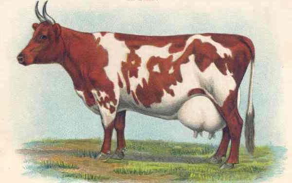 айрширская порода коров отзывы 