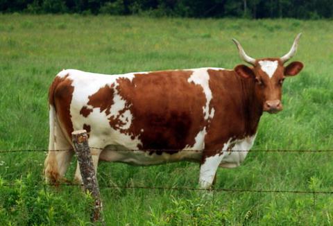 айрширская порода коров 