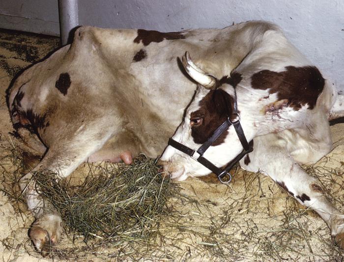 послеродовой парез у коровы лечение 