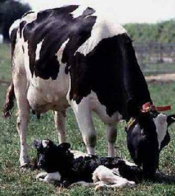 родильный парез у коров 