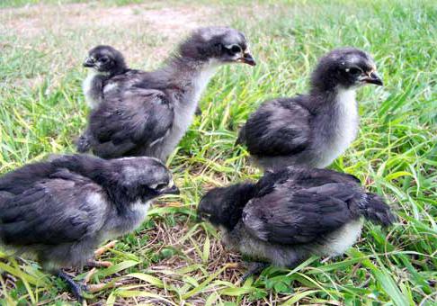 московская черная порода кур вес яиц 