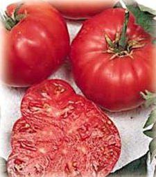 Mongolian dwarf tomato description