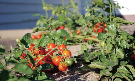 mongolian dwarf tomato