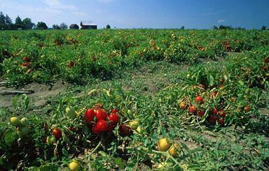 tomato mongolian dwarf seeds