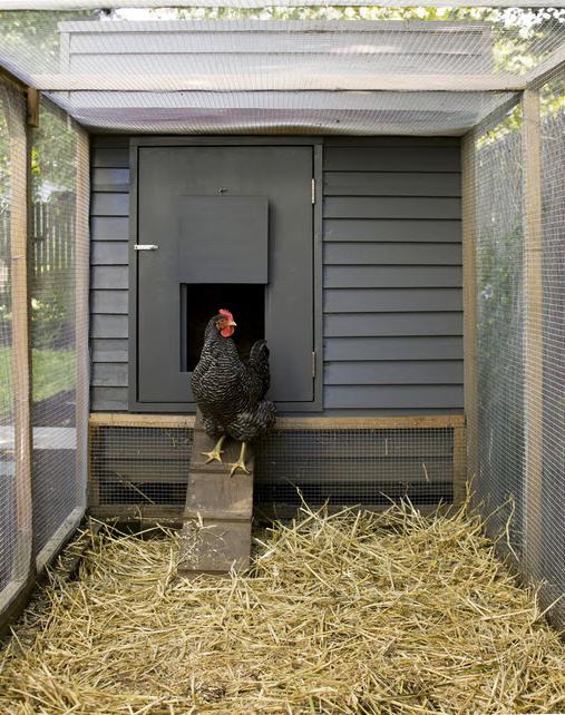 chicken shed photo