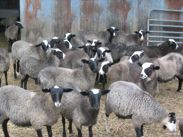 куйбышевская порода овец отзывы владельцев 