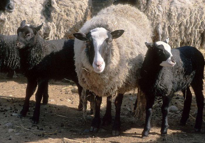 породы овец в россии 