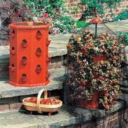 growing strawberries in a barrel