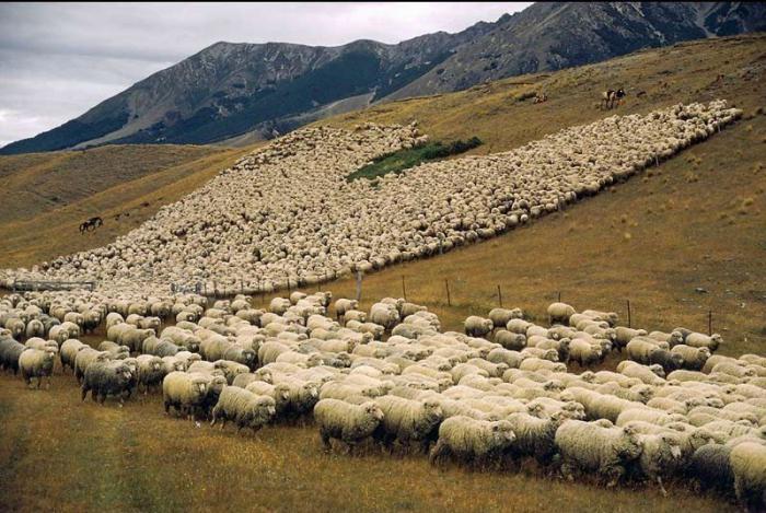 главные страны распространения скотоводства свиноводства овцеводства 