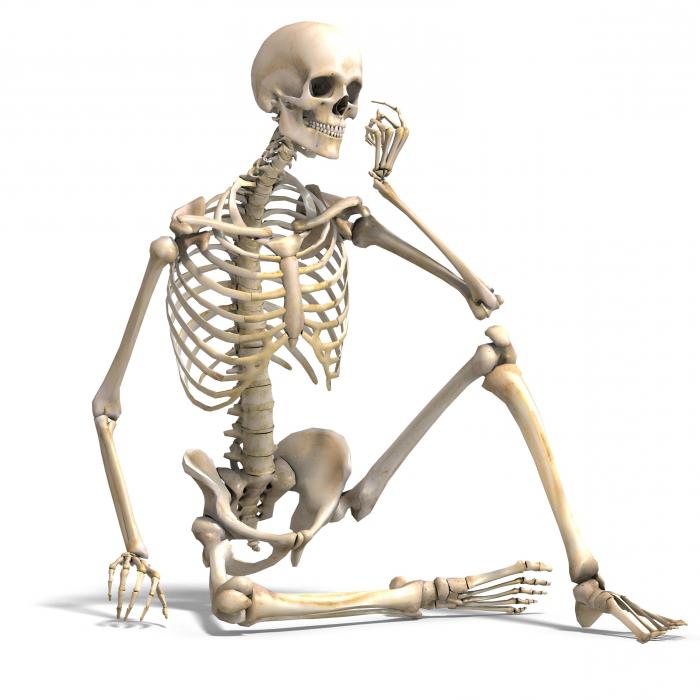 виды соединения костей