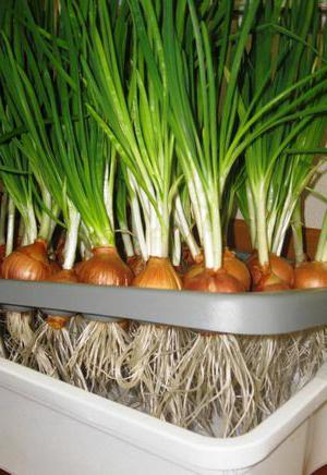 growing onions at home