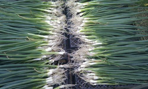 do-it-yourself onion happiness