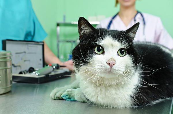 Коты после операции с мочекаменной болезнью thumbnail