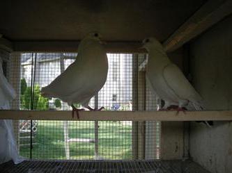 бакинские широкохвостые голуби