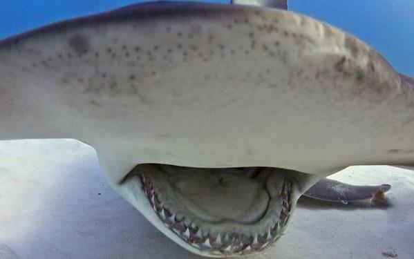 акула молот гигантская ко макси