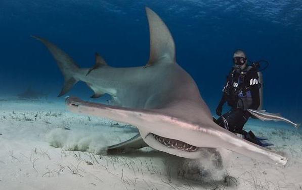 гигантская акула молот фото