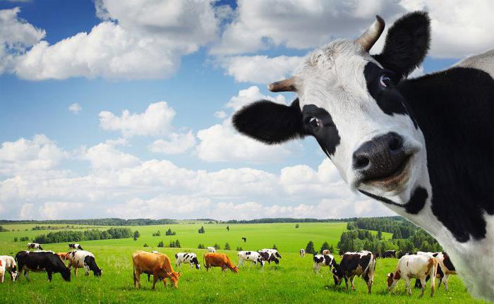 сколько весит корова