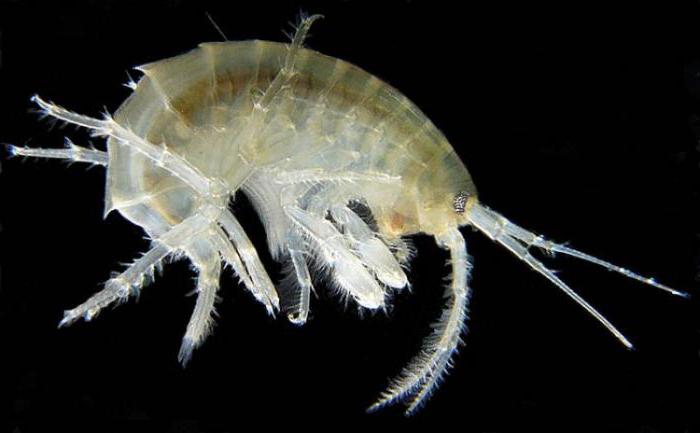 gammarus is