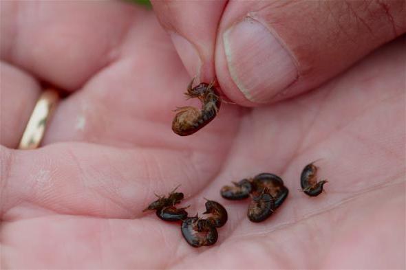 gammarus for turtles