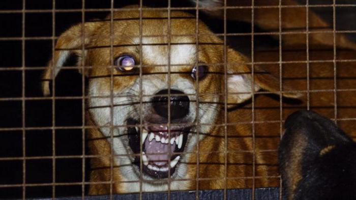 rabies in dogs the first symptoms