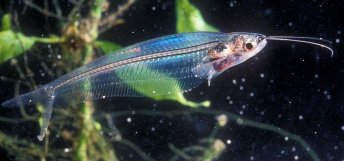 glass catfish