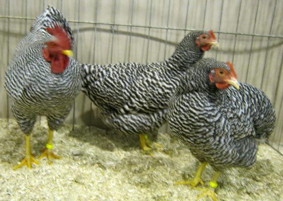 breed of chickens amrox