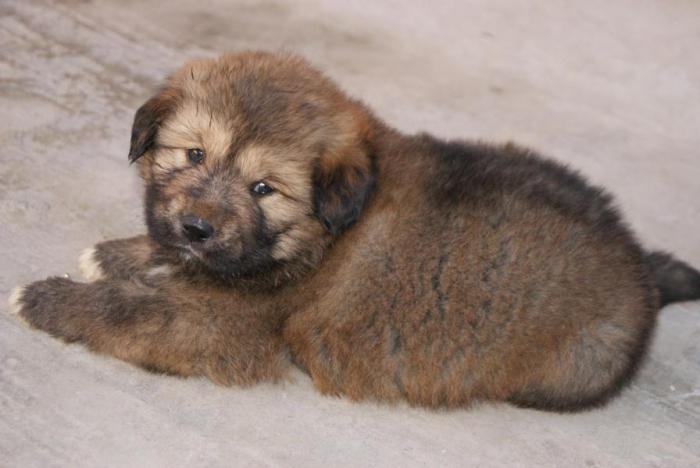 Тибетский мастиф щенок 3 месяца фото