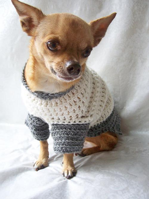 Свитер для собаки своими руками, Связать свитер для чихуахуа простым способом и простой вязкой
