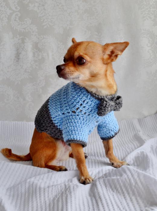 Свитер для собаки своими руками, Связать свитер для чихуахуа простым способом и простой вязкой