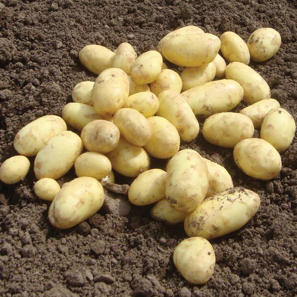 potato nutritional value