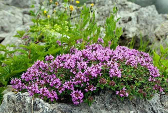 Thymus serpyllum l тимьян ползучий