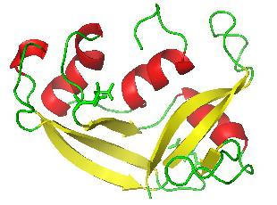 строение молекул белков
