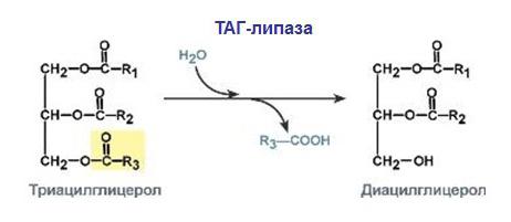 Синтез липазы. Таг липаза субстраты реакции. Схема регуляции активности таг-липазы. Таг липаза реакция. Схема реакции активности таг липазы.