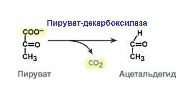 свойства ферментов