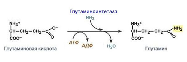 строение и функции ферментов