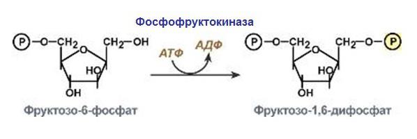 enzymes function