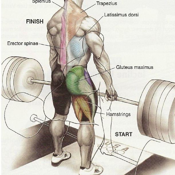 становая тяга какие мышцы работают