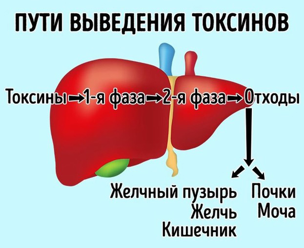 Чистка печени