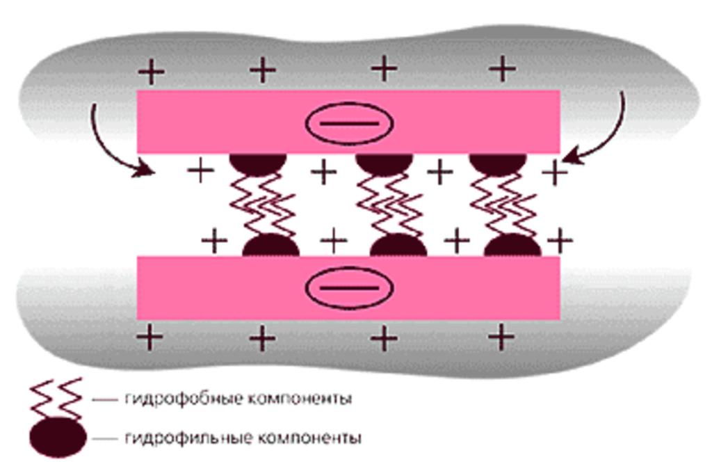 Средства гидрофобного и гидрофильного действия. Гидрофильно гидрофобные взаимодействия. Гидрофильные компоненты. Гидрофильный схема. ОФП гидрофильные гидрофобные.