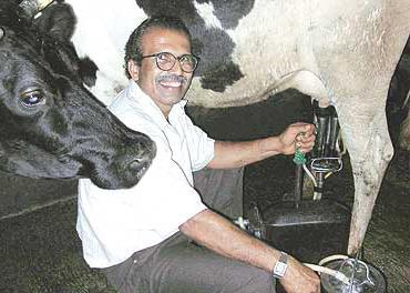 cow milking machine