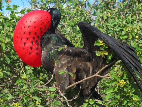 bird breeding biology