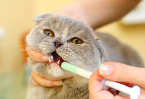 Стоматит у кошек лечение в домашних условиях