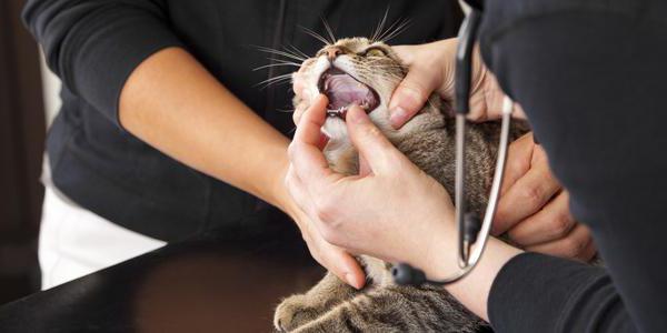 Стоматит у кошек лечение