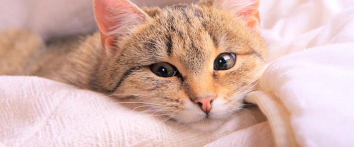 Стоматит у кошек симптомы