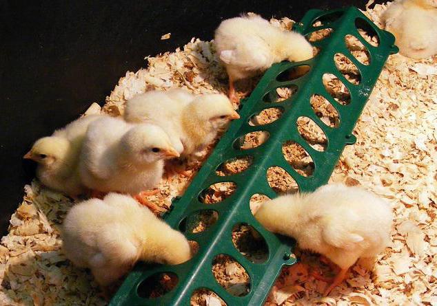 Биомицин инструкция по применению для цыплят