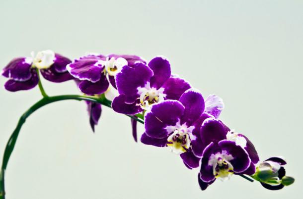 Фиолетовая орхидея фото