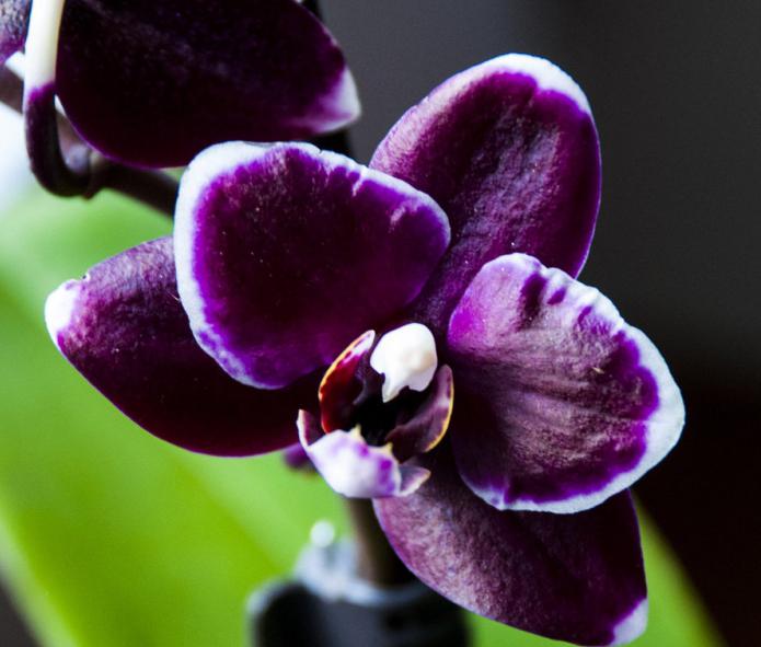 Орхидея фиолетовая. Уход