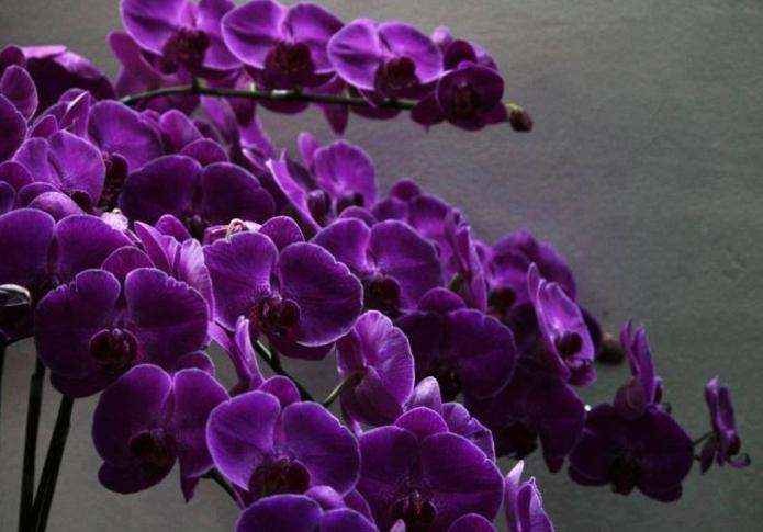 Фиолетовая орхидея Фаленопсис