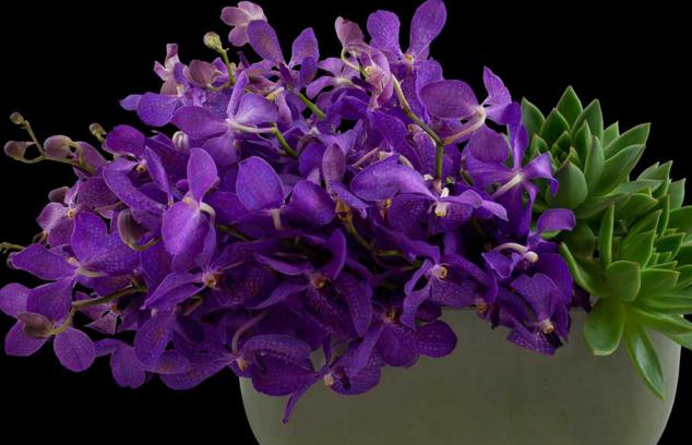Фиолетовая орхидея в горшке