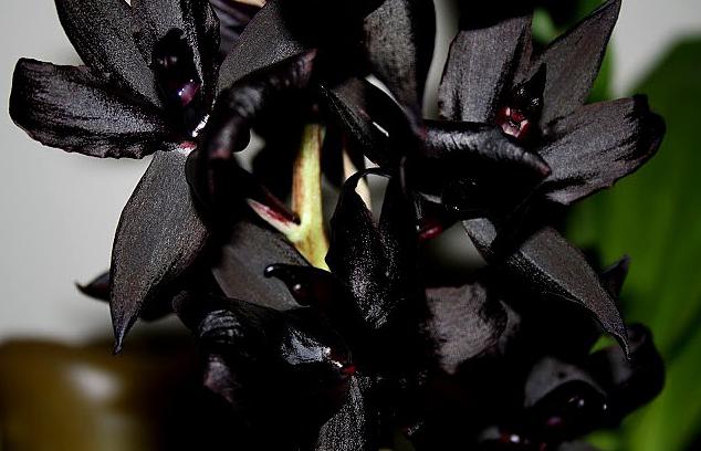 Орхидея темно-фиолетовая